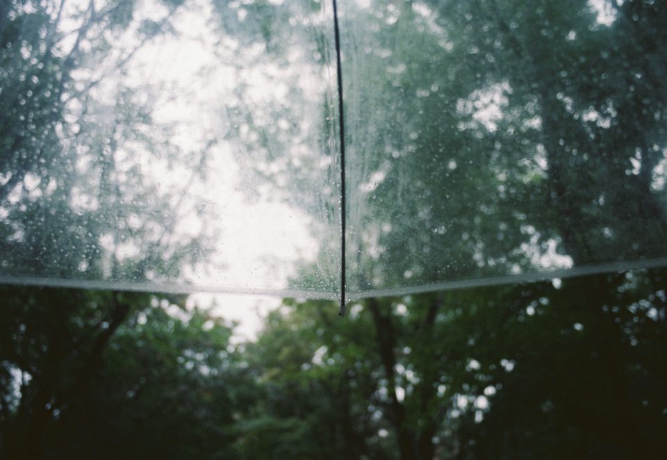 Raindrops on a clear umbrella with green woodland behind it